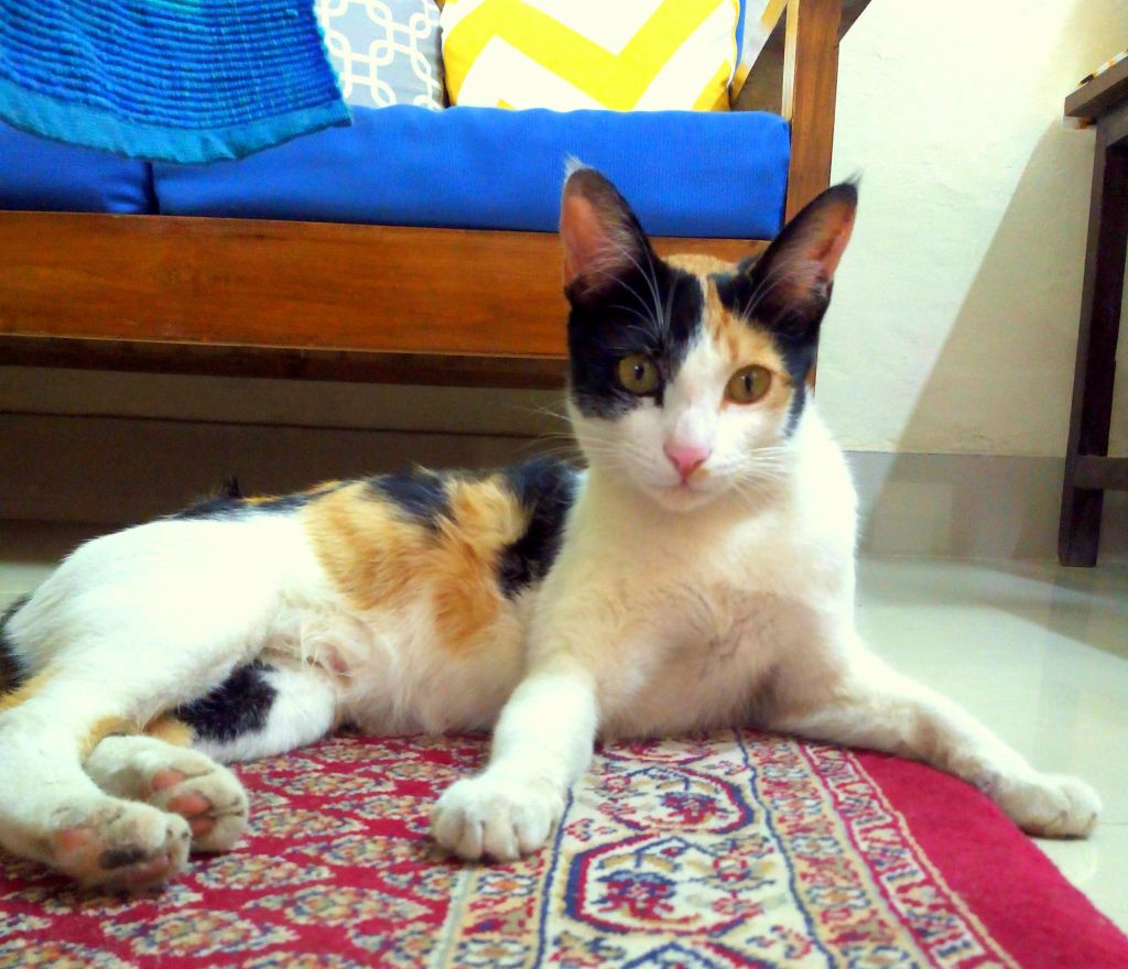 ACuriousArmyWife-Chhoni4